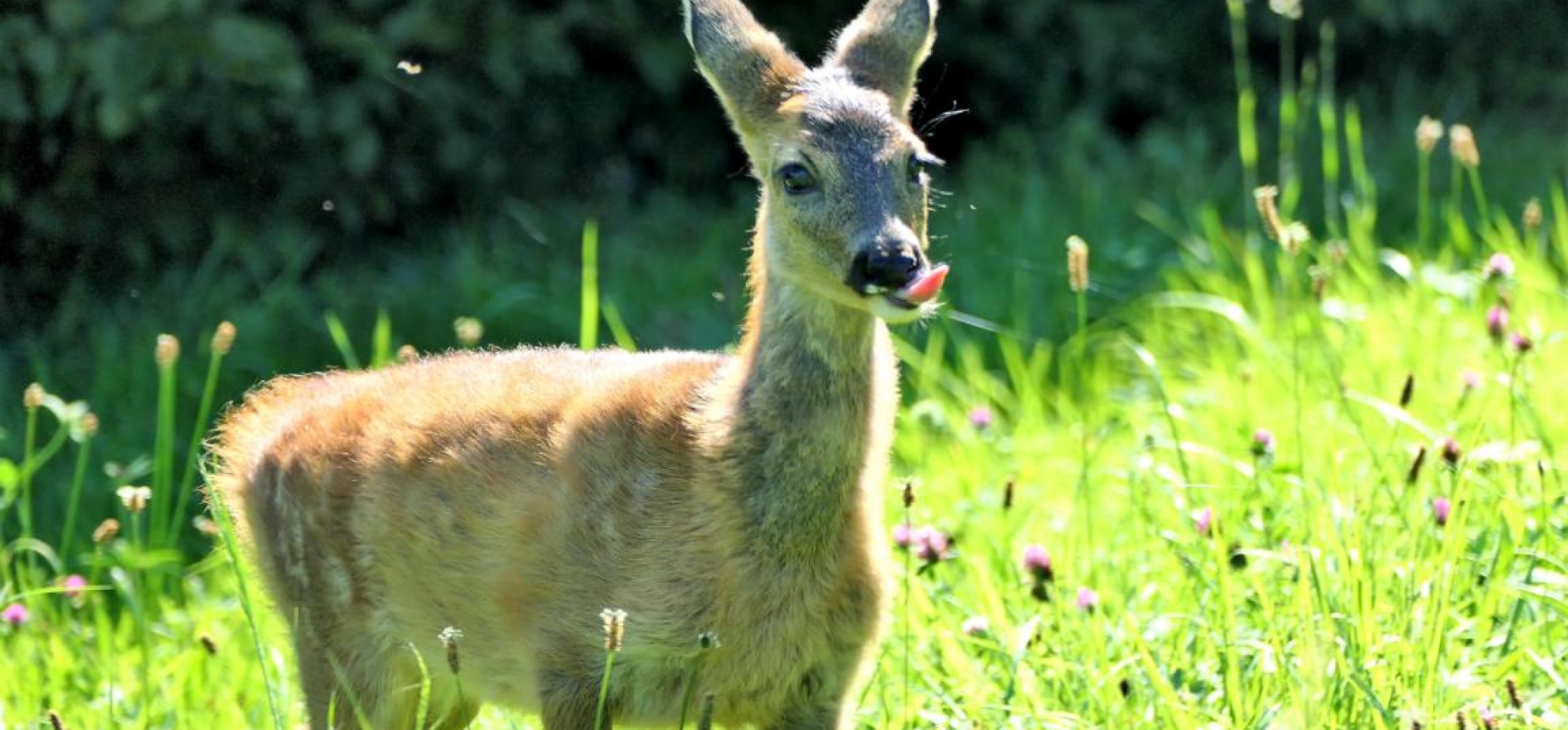 Jagdschule Heestal Gründe für die Jagd